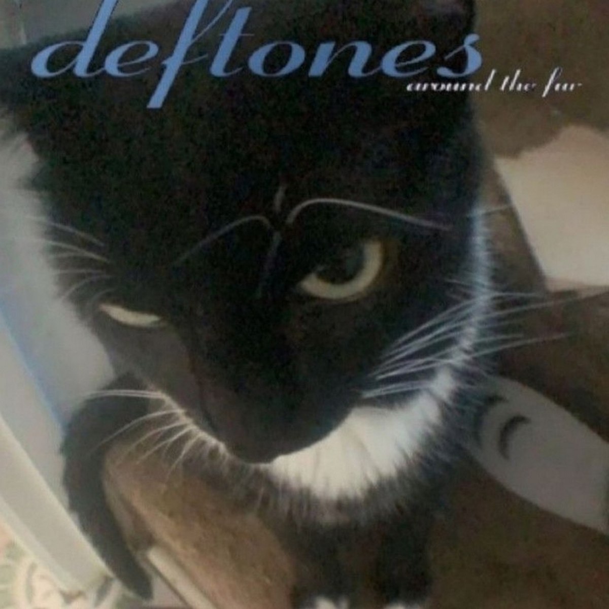 Deftones around the fur кот Черный кот с белой грудкой в образе обложки альбома Deftones Around the fur