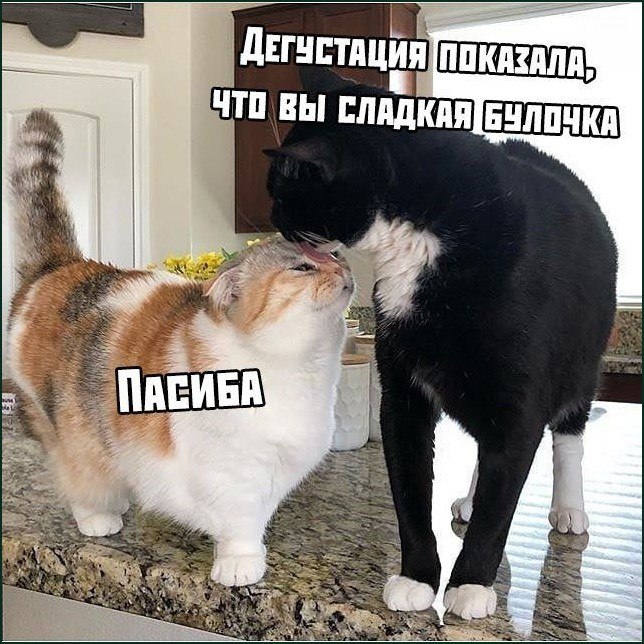 Два кота на кухне, один будто делает «дегустацию» и называет второго сладкой булочкой, а тот отвечает «Пасибо».