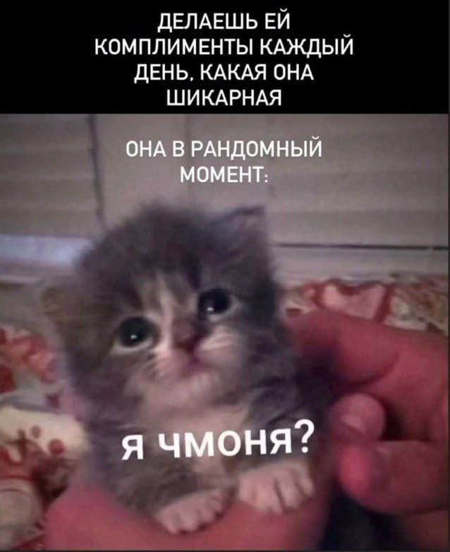 Делаешь ей комплименты каждый день, какая она шикарная. Она в рандомный момент: Я чмоня? Милый котенок сидит на руке и спрашивает: Я чмоня?