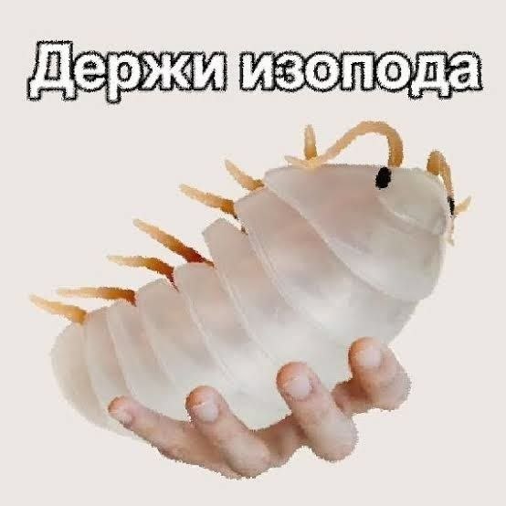 Белого изопода с множеством лапок держат на ладони, а сверху написано: «Держи изопода».