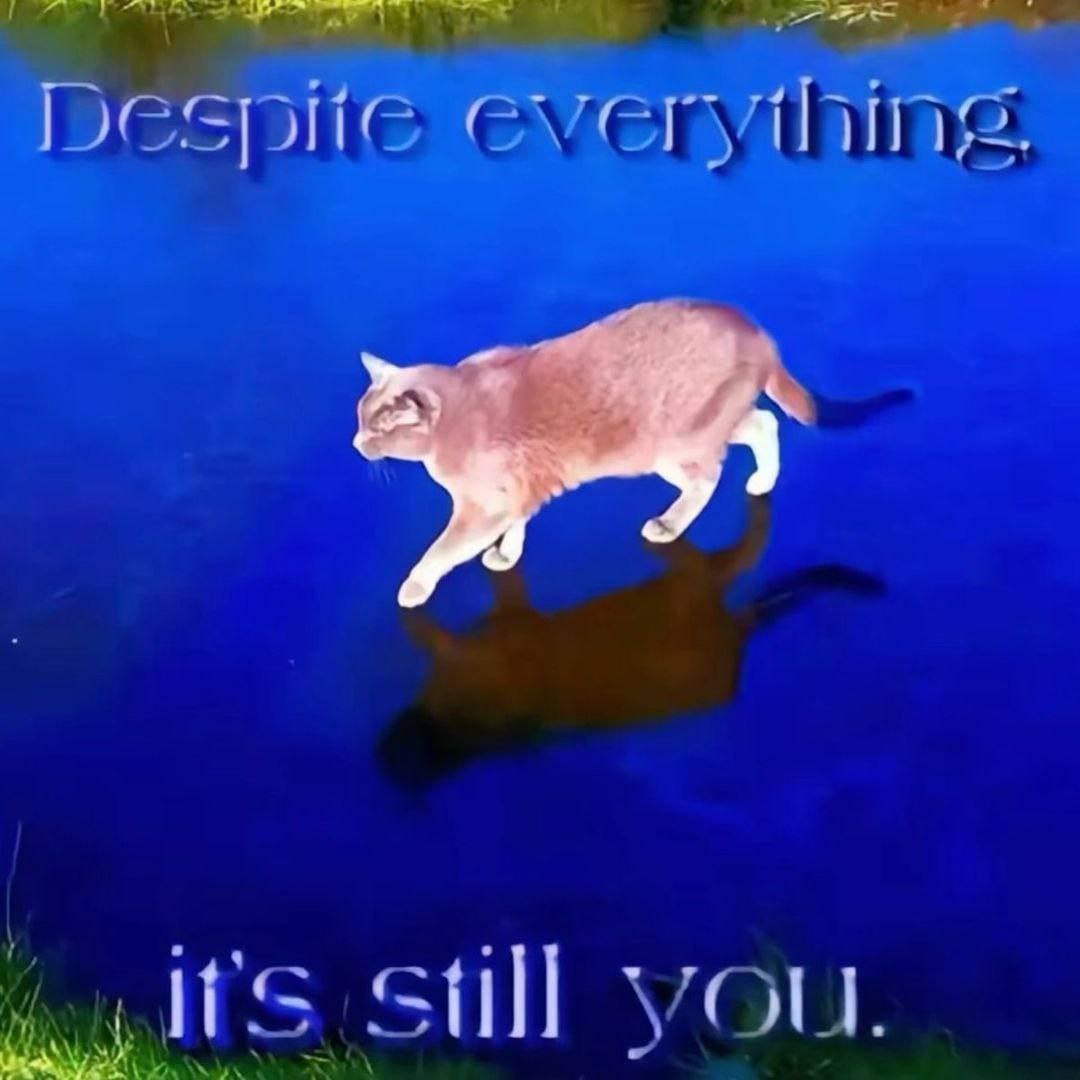 Кошка идет по синей воде с надписью "Despite everything, it's still you"