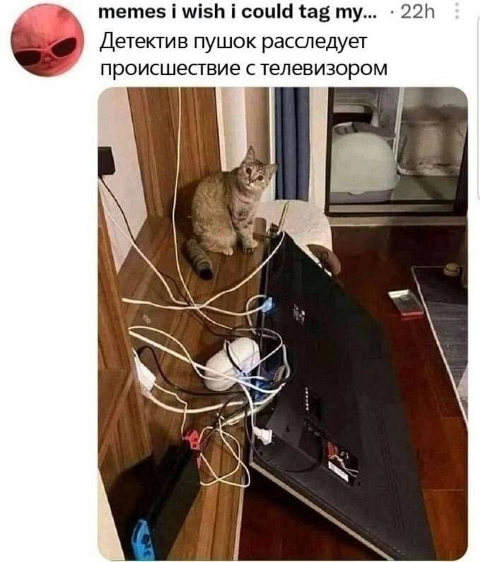 Детектив пушок расследует происшествие с телевизором Детектив пушок расследует происшествие с телевизором