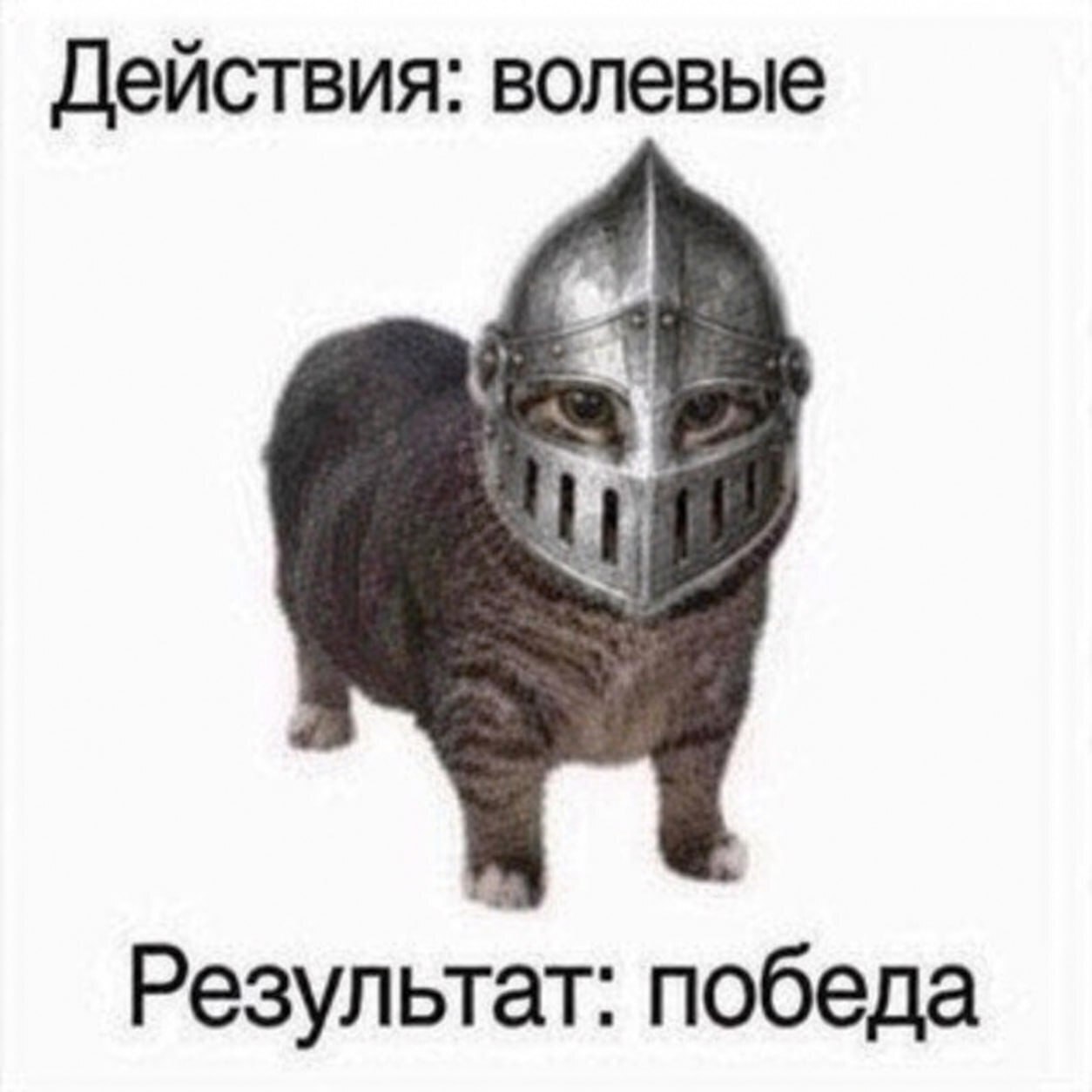 Кот в рыцарском шлеме с подписями «Действия: волевые» и «Результат: победа»