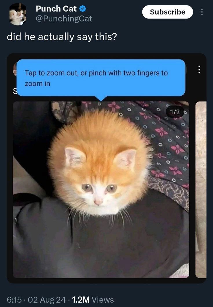 Мем с круглым рыжим котенком и надписью "Tap to zoom out, or pinch with two fingers to zoom in"