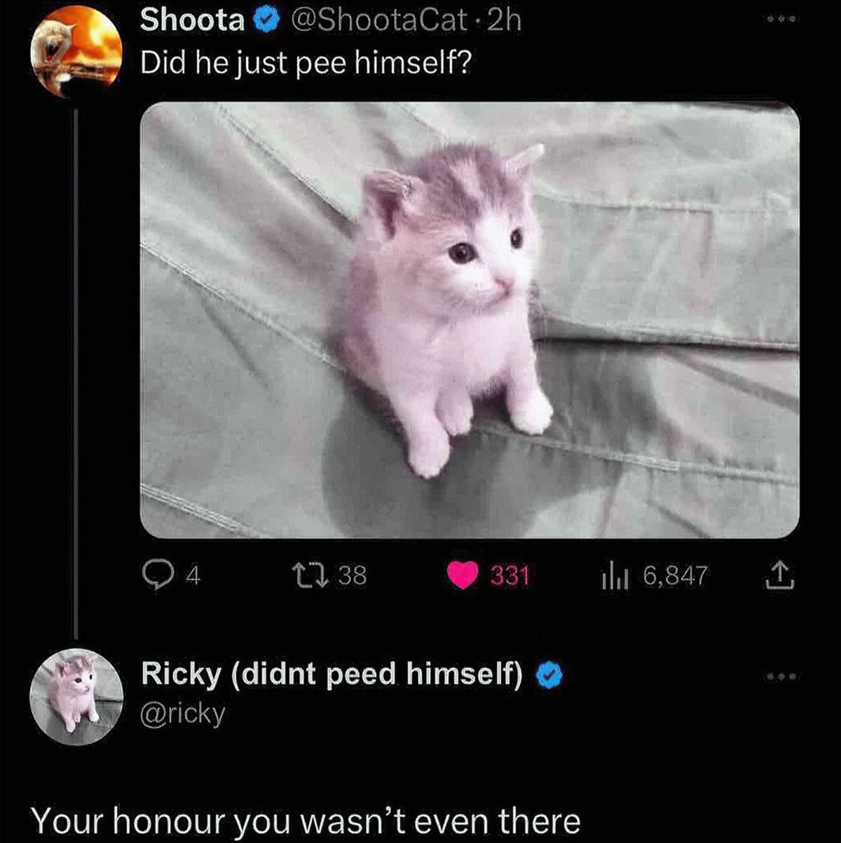 Did he just pee himself Милый котёнок с большим пятном на подстилке