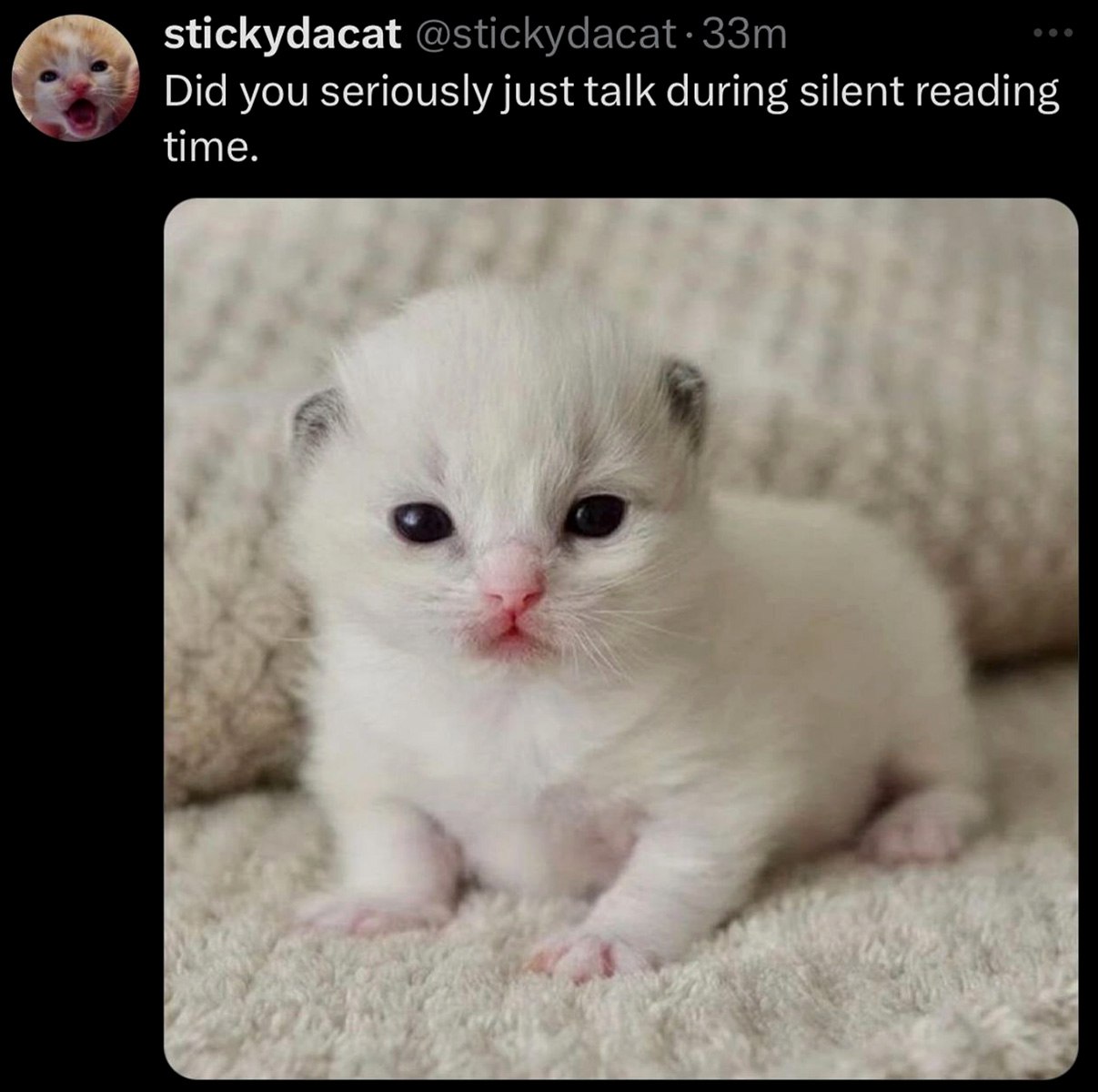 Did you seriously just talk during silent reading time Котенок "возмущен" тем, что кто-то разговаривал во время тихого чтения