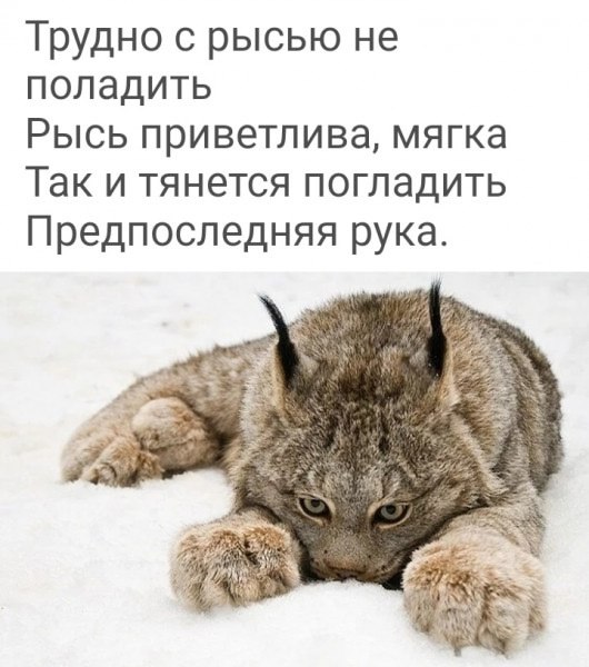Трудно с рысью не поладить Мем с рысью и стихотворением "Трудно с рысью не поладить, Рысь приветлива, мягка, Так и тянется погладить Предпоследняя рука"
