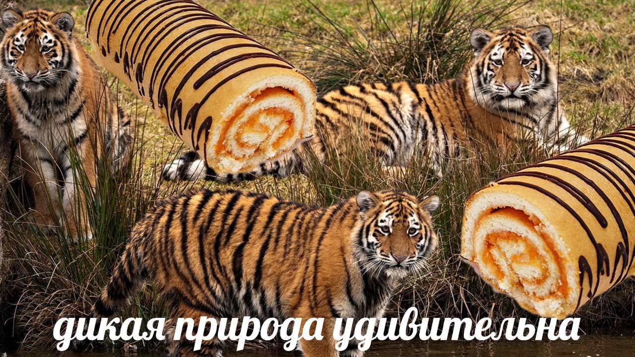 Дикая природа удивительна Мем про то, как рулеты замаскировались под тигров. Дикая природа удивительна.
