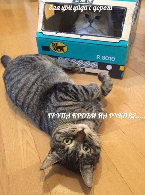 Для цой уйди с дороги Кот в коробке и кот на полу, надпись: «Для цой уйди с дороги» и «Группа крови на рукове.....»