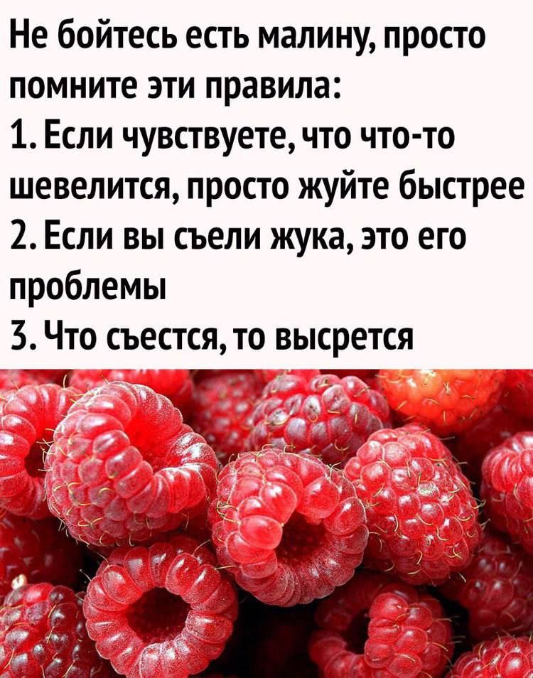 Не бойтесь есть малину Не бойтесь есть малину, просто помните эти правила