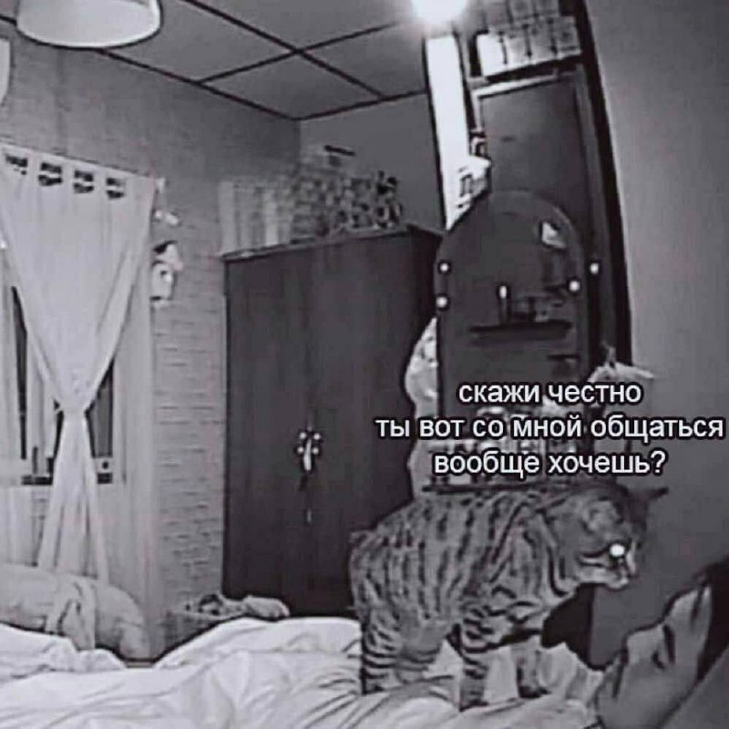 Скажи честно ты вот со мной общаться вообще хочешь? Кот, который смотрит на спящего человека и спрашивает: «Скажи честно, ты вот со мной общаться вообще хочешь?»