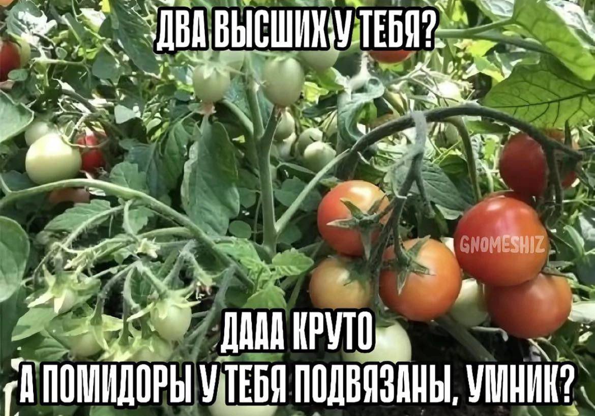 Два высших у тебя Мем с помидорами и вопросом о высшем образовании и подвязывании растений