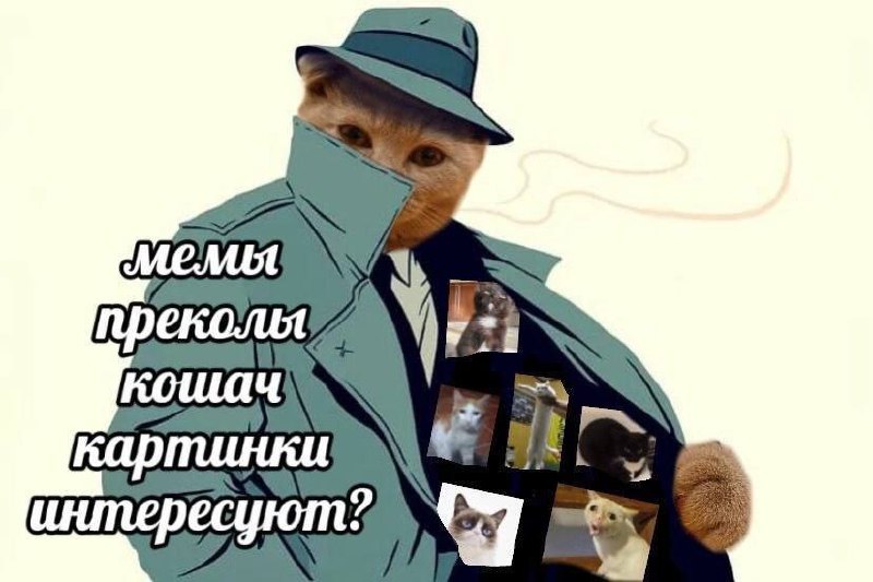Мемы приколы кошачьи картинки интересуют Кот в плаще предлагает мемы и приколы