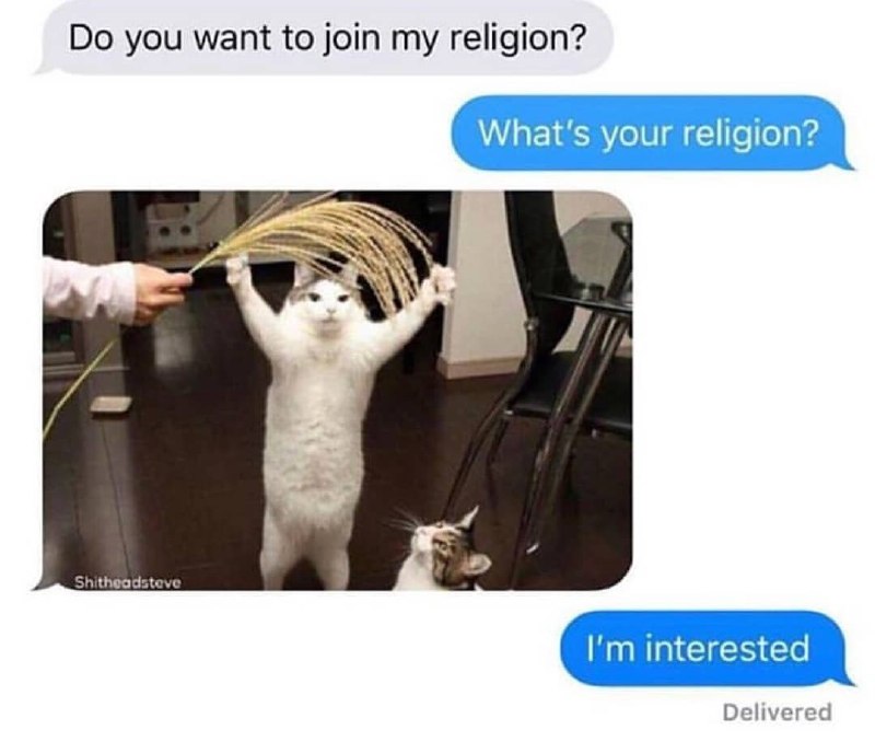 Do you want to join my religion Мем про кошку, которая стоит на задних лапах, вытянув передние вверх, и держит в них колоски, как будто молится, а другая кошка смотрит на неё снизу вверх, в переписке мессенджера