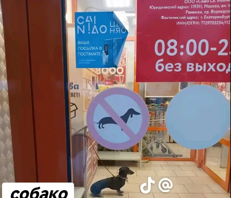 Собака у входа Собака стоит у входа в магазин, игнорируя знак «Собакам вход запрещен».