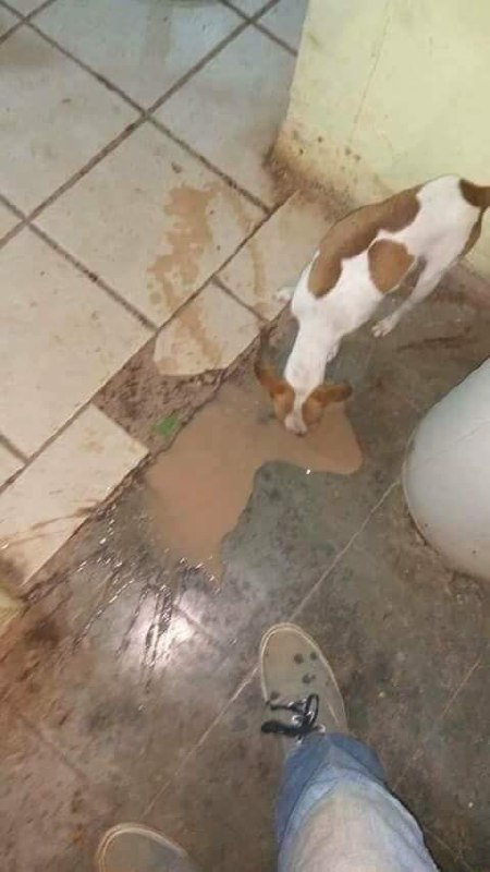 Собака пьет грязную воду из лужи Мем с собакой, которая пьет грязную воду с пола из лужи.