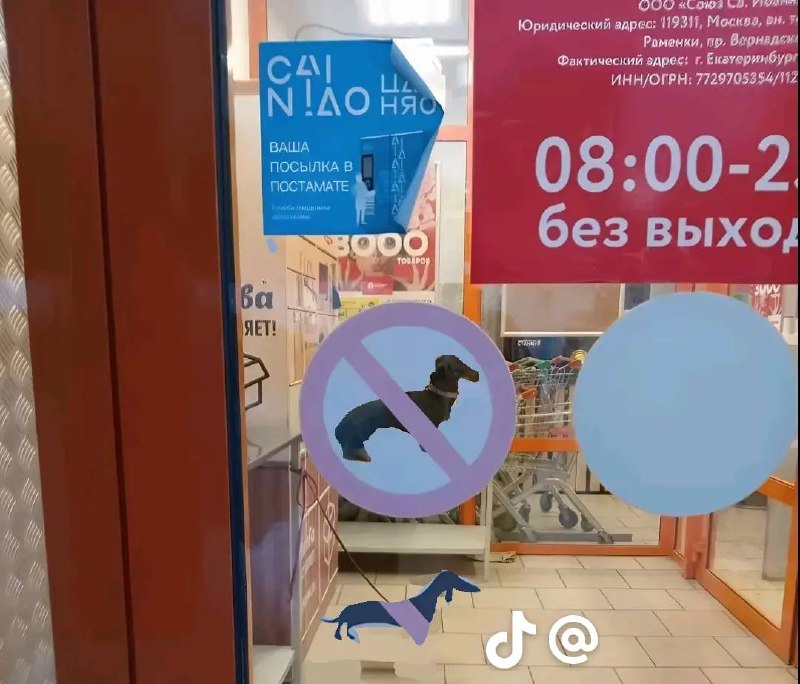 Такса в штанах в знаке запрета Изображение запрещающего знака с таксой в штанах на фоне входа в магазин с рекламными наклейками и другой таксой на поводке.