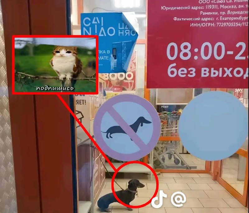 Собака в магазине нельзя с собаками Собака такса стоит у входа в магазин, в который нельзя с собаками, а сверху прифотошоплен кот с призывом подписаться.