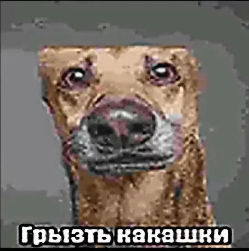 Грызть какашки Мем, где собака с грустными глазами смотрит прямо, а внизу написано «Грызть какашки».