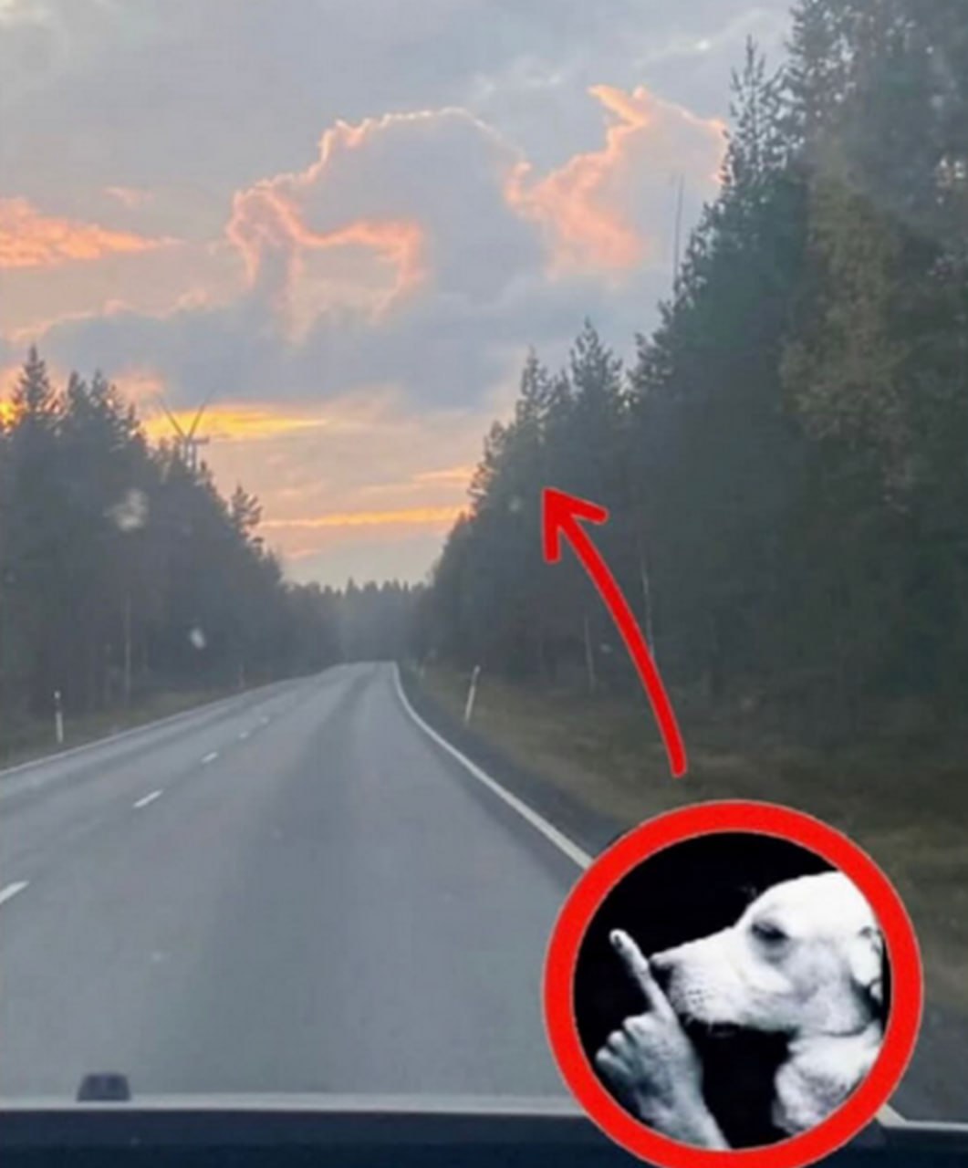 Собака указывает на облако Сквидварда Мем с собакой, показывающей пальцем на облако, похожее на Сквидварда.