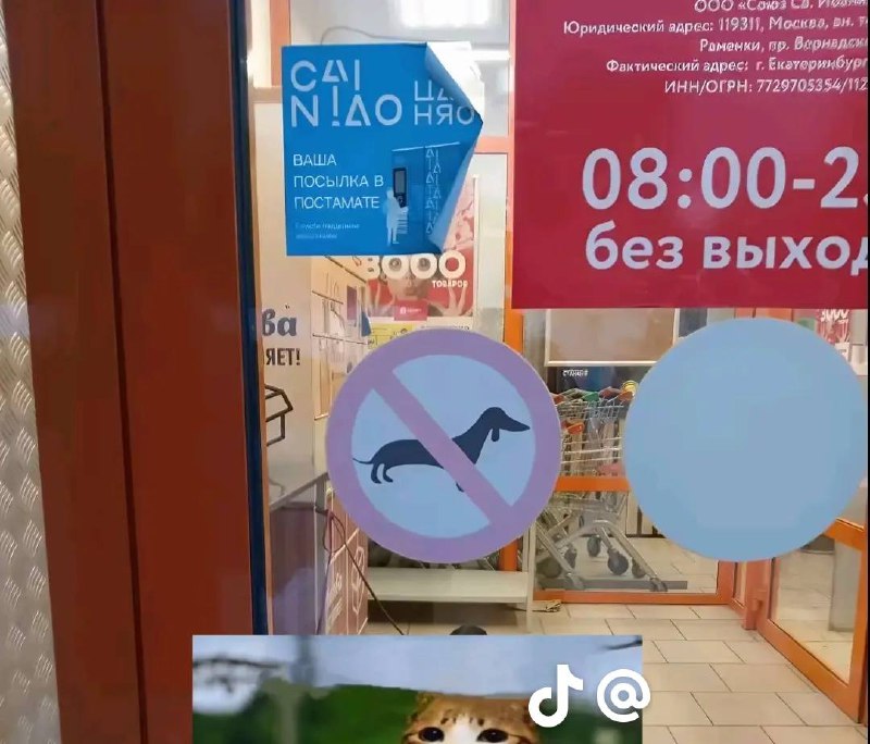 Знак собаки запрещены и выглядывающий кот Знак «Собаки запрещены» с выглядывающим снизу котом