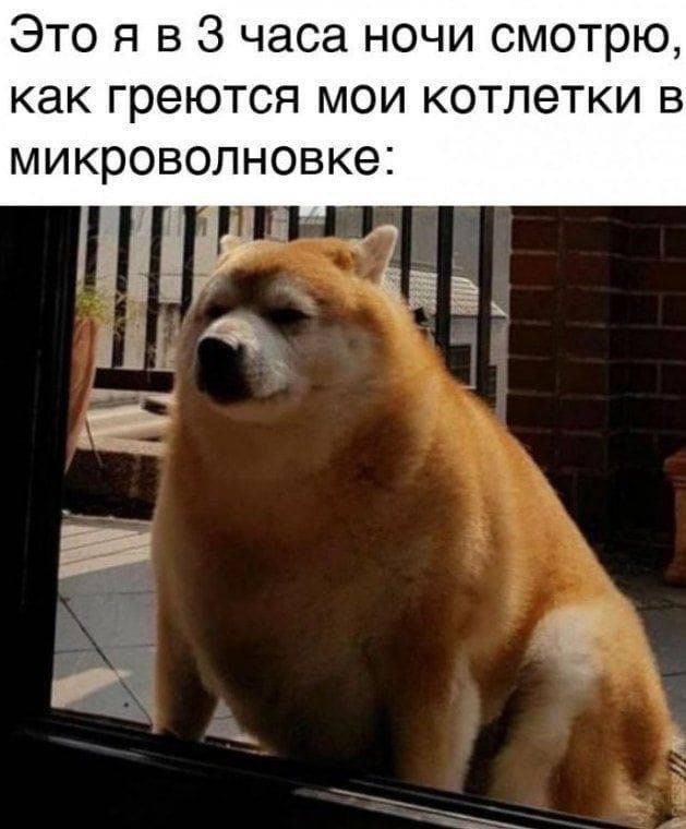 Это я в 3 часа ночи смотрю, как греются мои котлетки в микроволновке Собака ждет еду из микроволновки