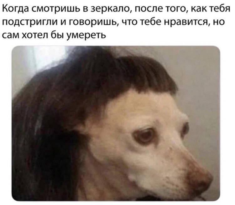 Собака с неудачной стрижкой Собака с челкой, которая смотрит в сторону после "стрижки" с грустным выражением