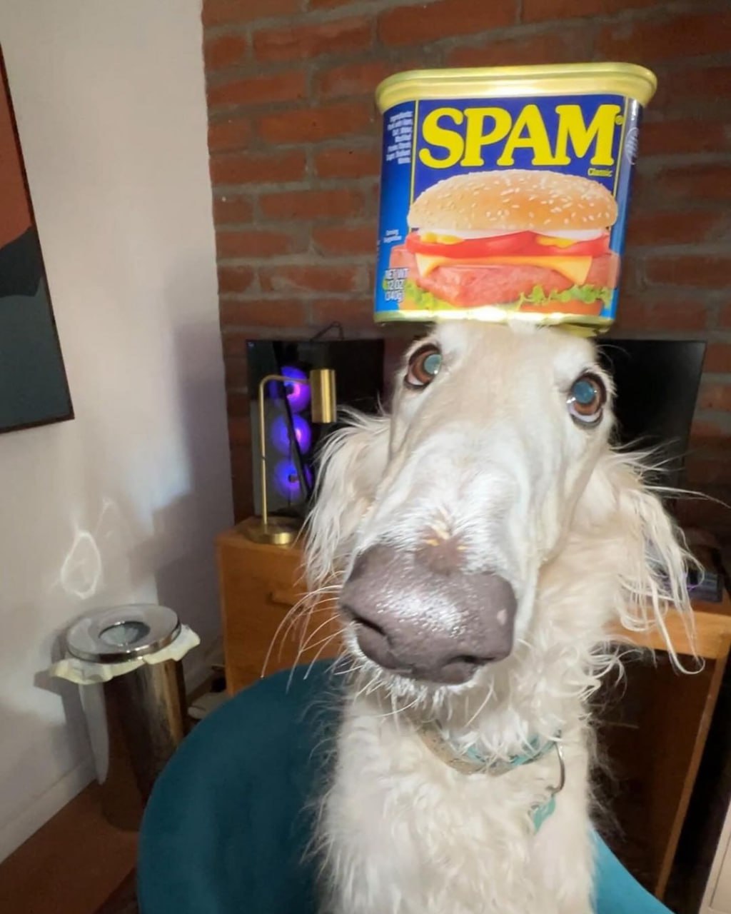 Собака с банкой SPAM на голове Борзая собака с банкой "SPAM" на голове, смотрящая вверх