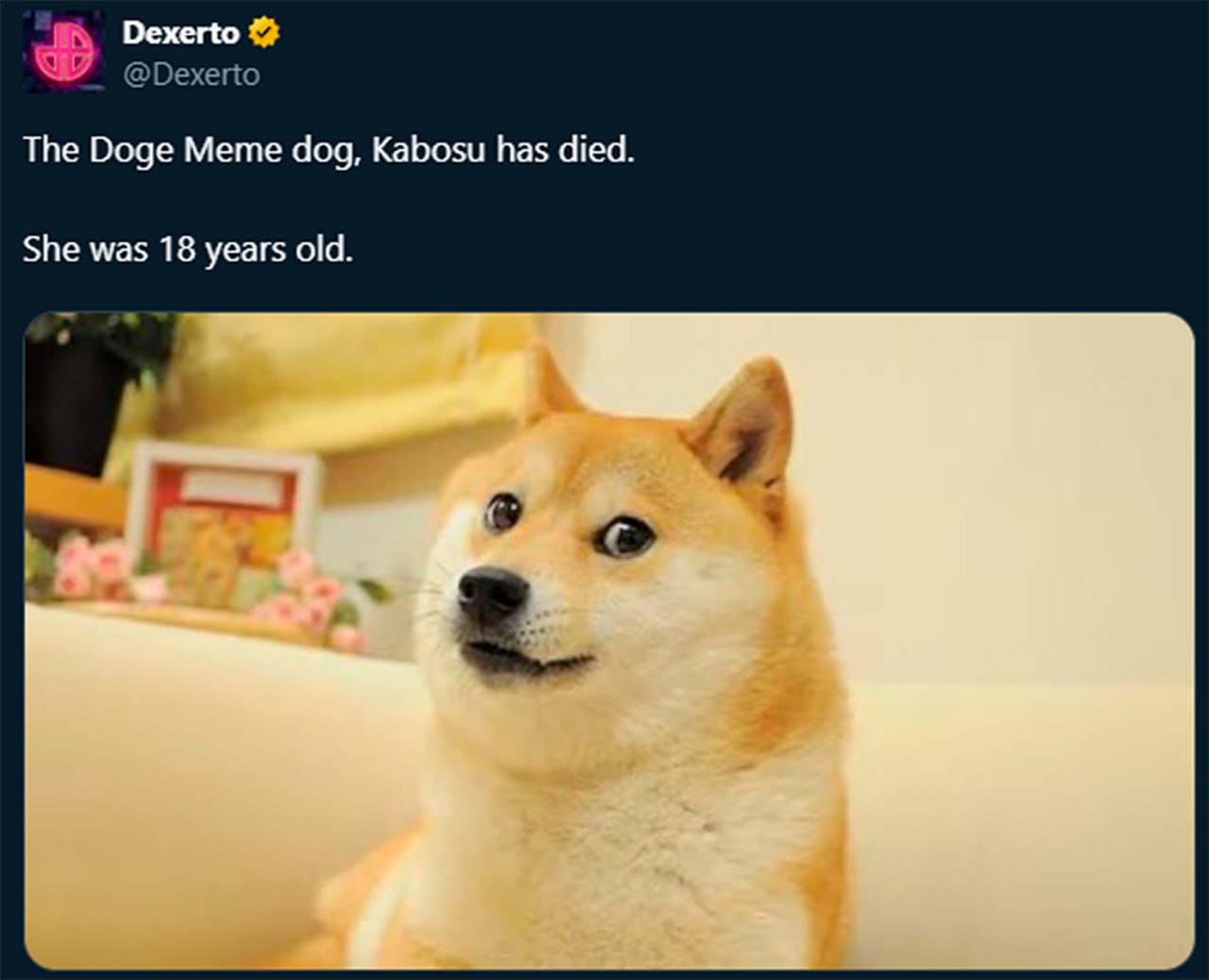 Смерть собаки Doge Кабосу Новость о смерти собаки Доге Кабосу, которой было 18 лет, опубликованная Dexerto