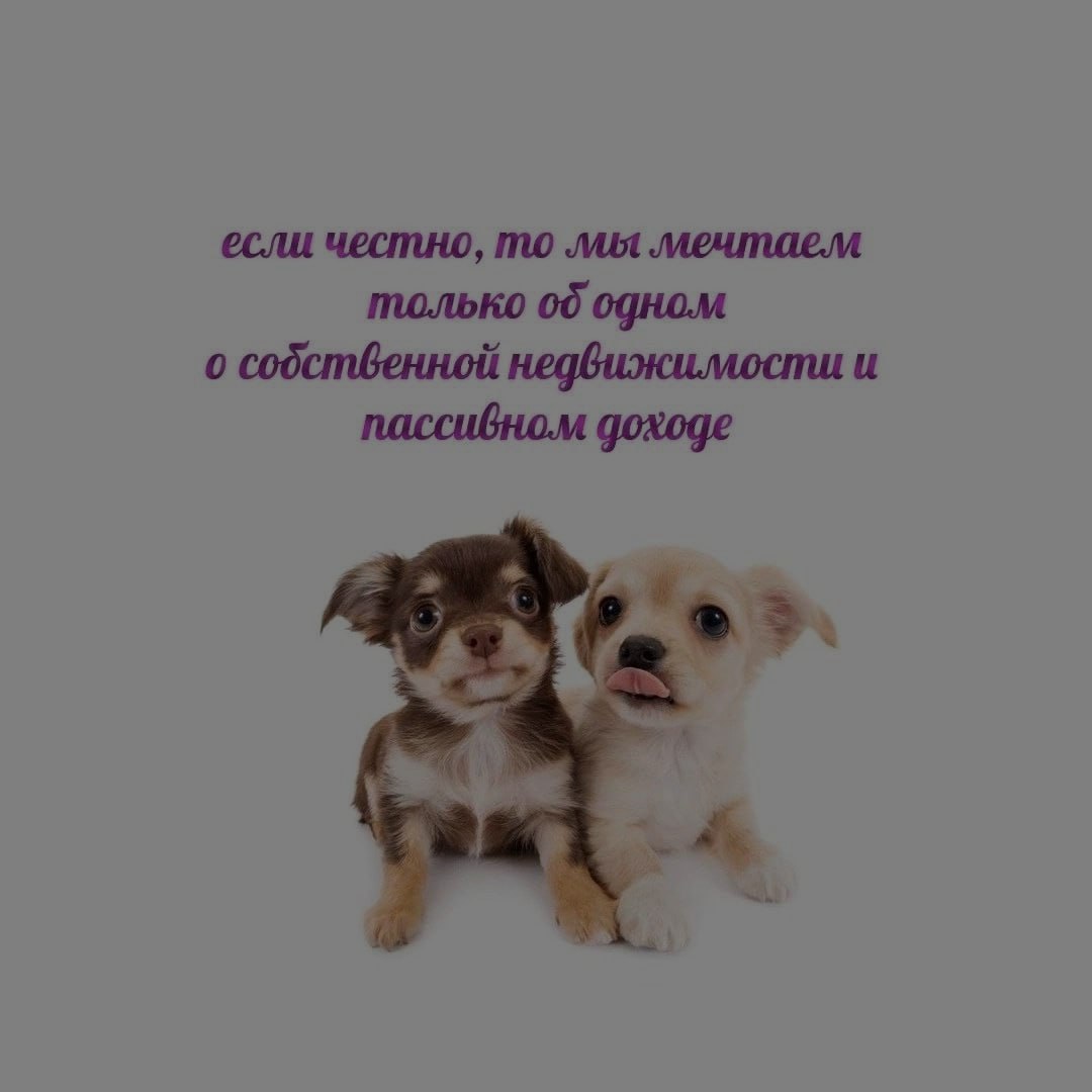 Щенки мечтают о недвижимости Два щенка мечтают о собственной недвижимости и пассивном доходе