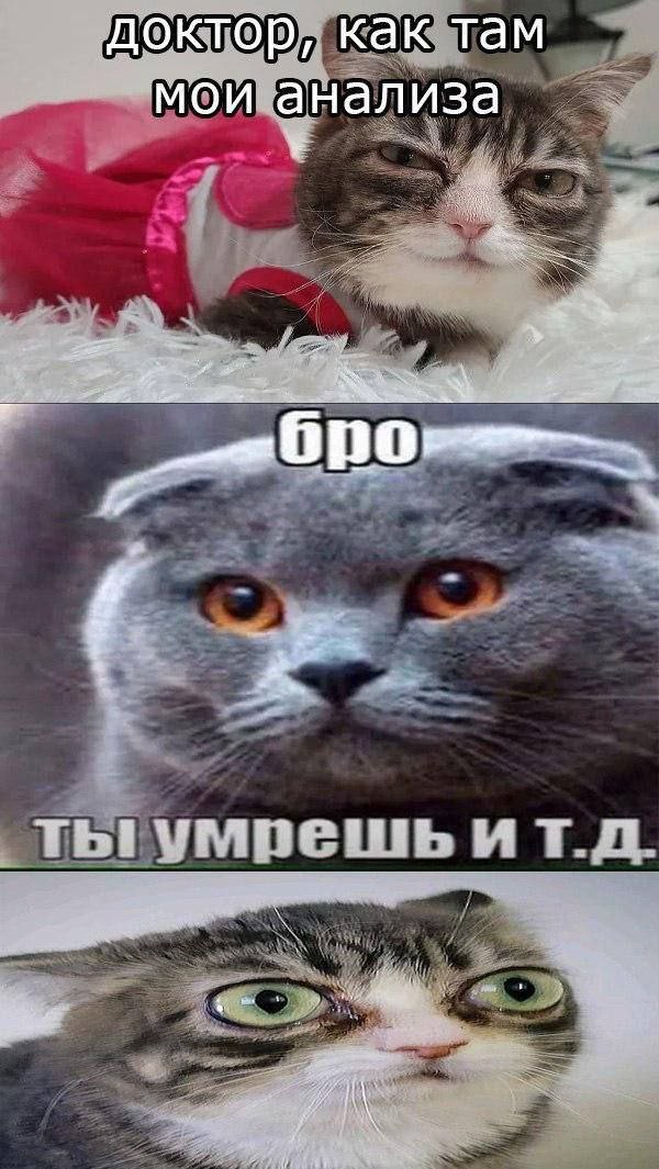 Доктор, как там мои анализы Доктор, как там мои анализы, бро, ты умрешь и т.д. мем с котом