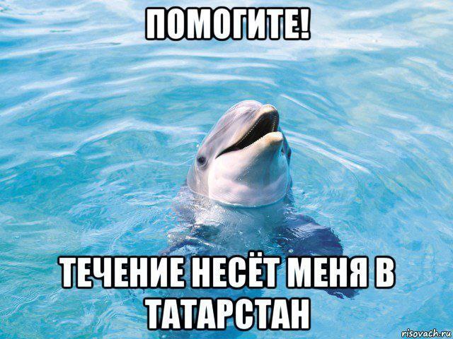 Дельфин просит о помощи Дельфин в воде просит о помощи, течение несет его в Татарстан
