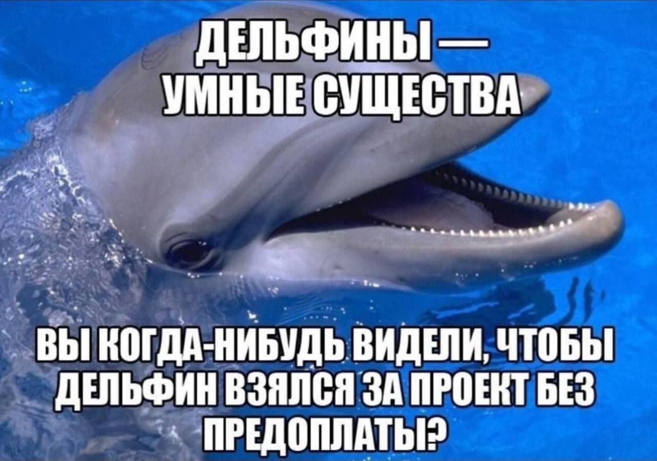 Дельфины — умные существа Мем с дельфином и надписью «Дельфины — умные существа. Вы когда-нибудь видели, чтобы дельфин взялся за проект без предоплаты?»