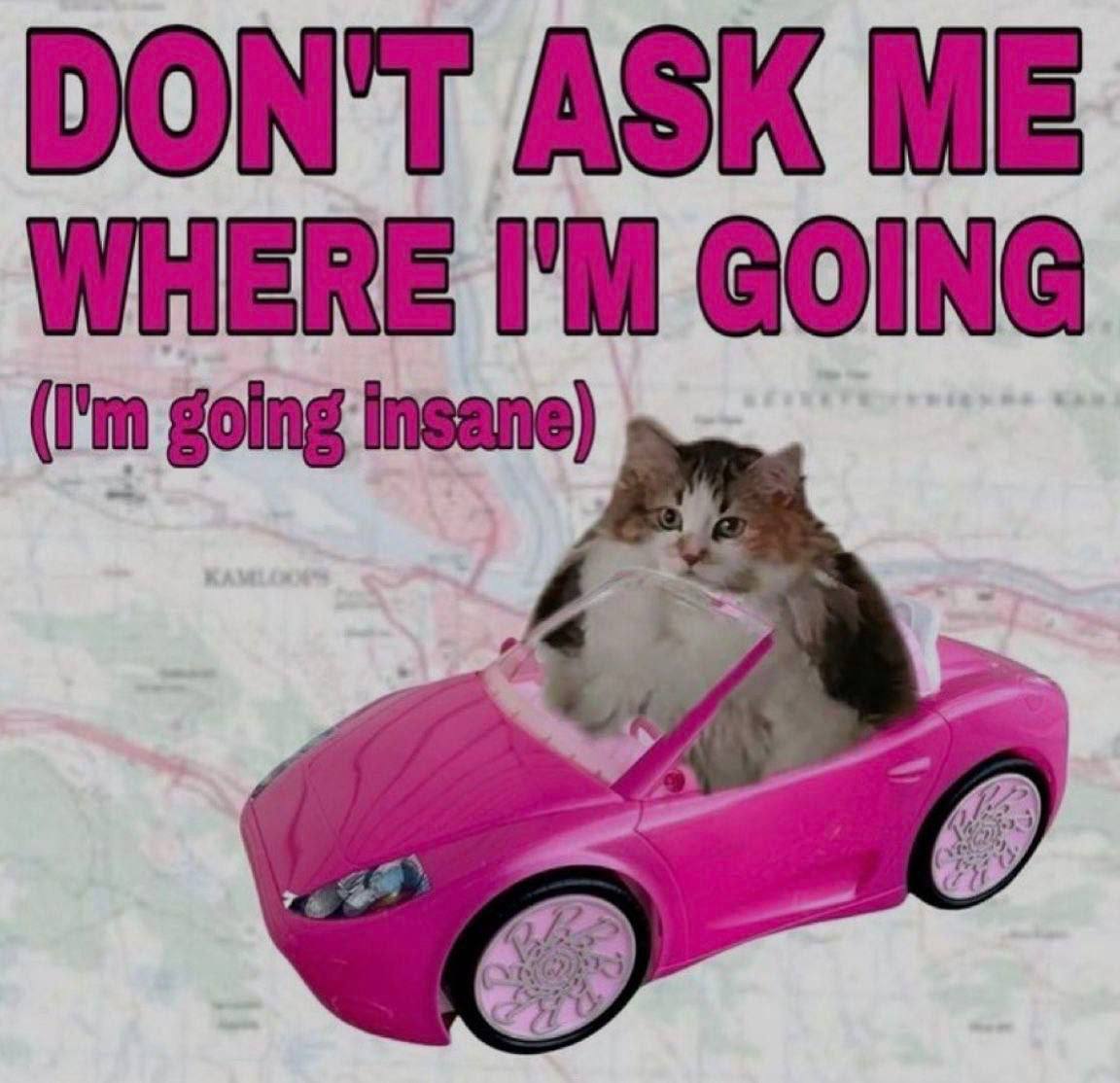 Don’t ask me where i’m going Мем с пушистым котом в розовой машине Барби на фоне карты, с текстом «Don’t ask me where i’m going (i’m going insane)»