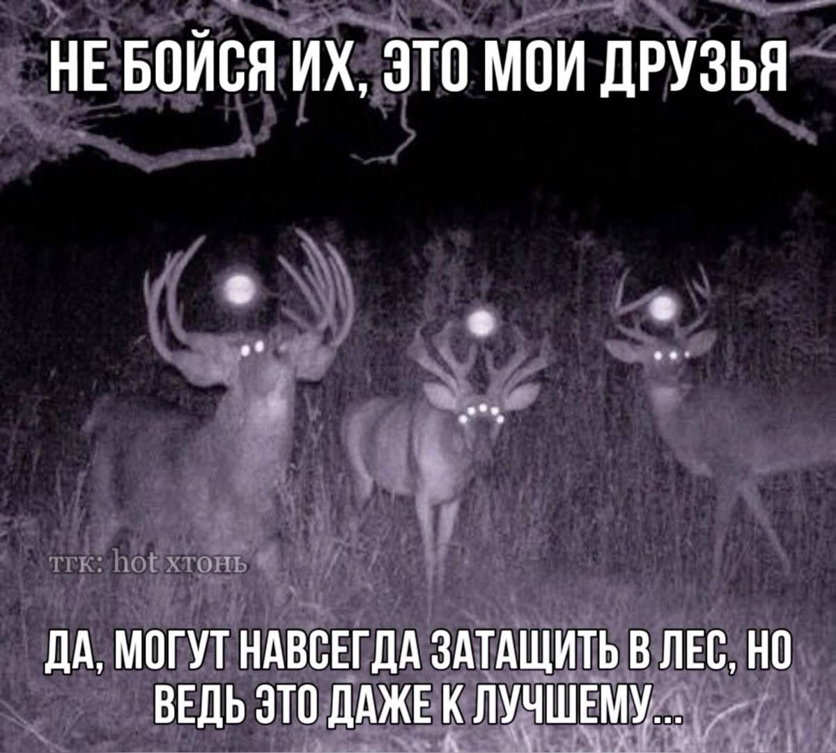 Три оленя со светящимися глазами в ночном лесу и подпись: «Не бойся их, это мои друзья»