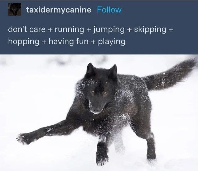 Волк, бегущий по снегу, которому "don't care + running + jumping + skipping + hopping + having fun + playing"
