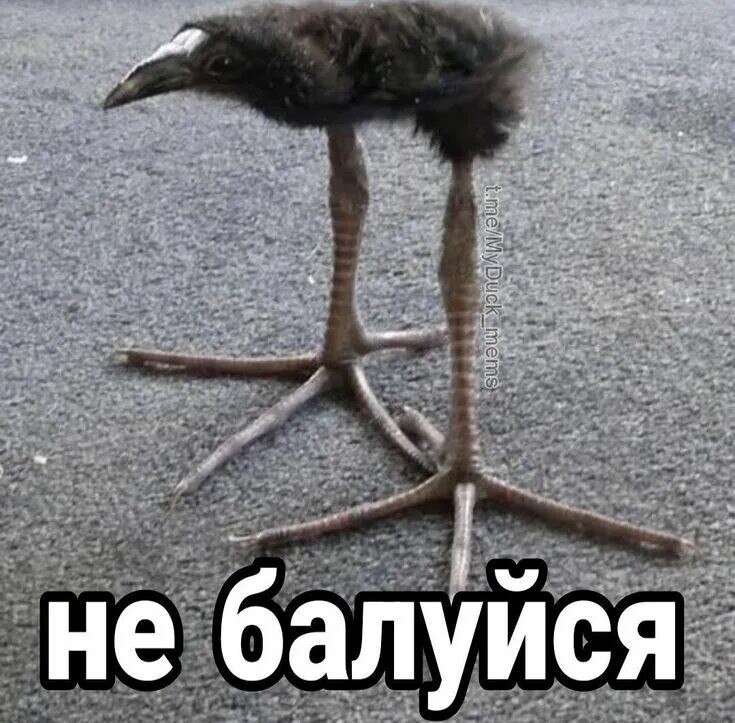 Забавный длинноногий птенец стоит на асфальте, а снизу написано: «Не балуйся».