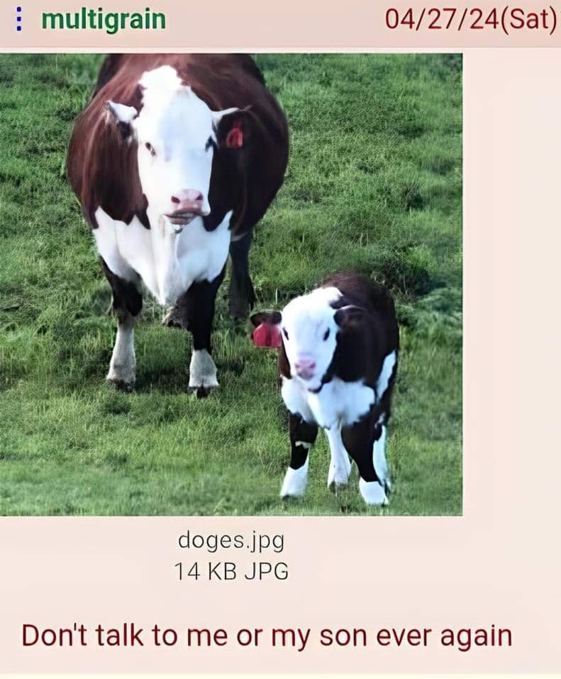 Don't talk to me or my son ever again Корова и телёнок с надписью "Don't talk to me or my son ever again"