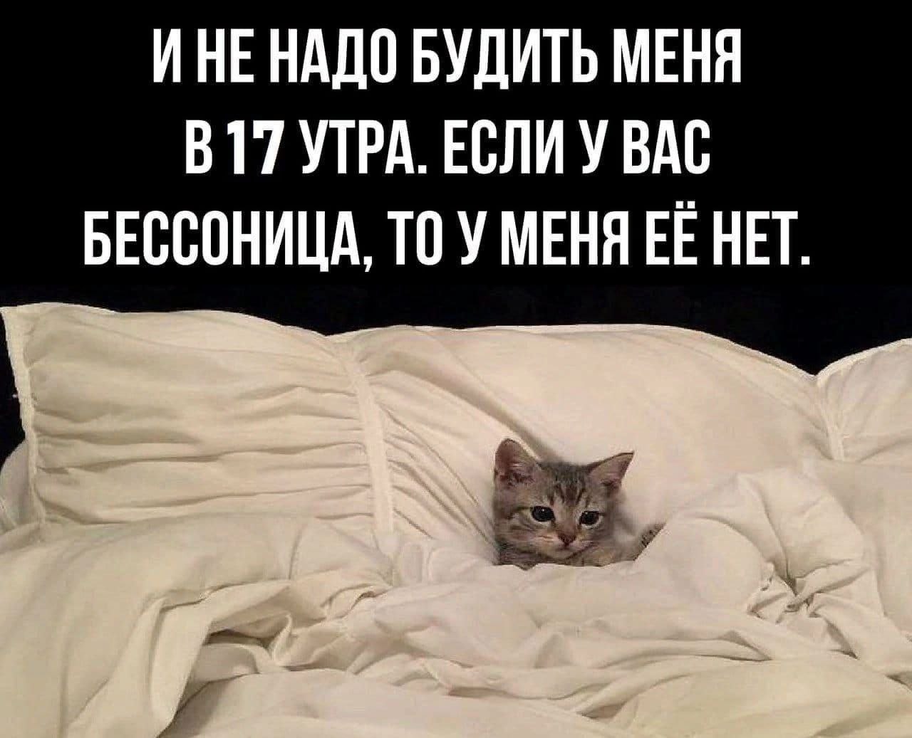 И не надо будить меня в 17 утра Маленький котенок, уютно устроившийся в белой постели, с надписью «И не надо будить меня в 17 утра. Если у вас бессонница, то у меня её нет».