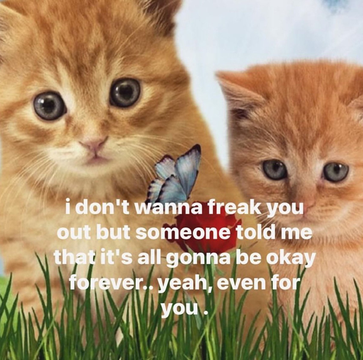 I don't wanna freak you out but someone told me Милые котята, напуганные бабочкой и обещанием, что «всё будет хорошо»