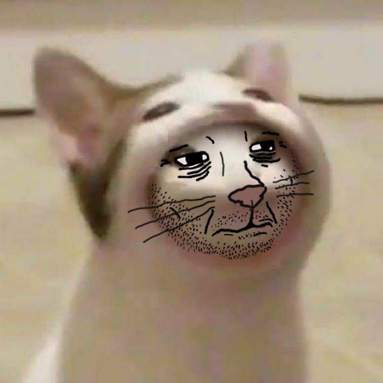Кот думмер Кот с лицом думмера