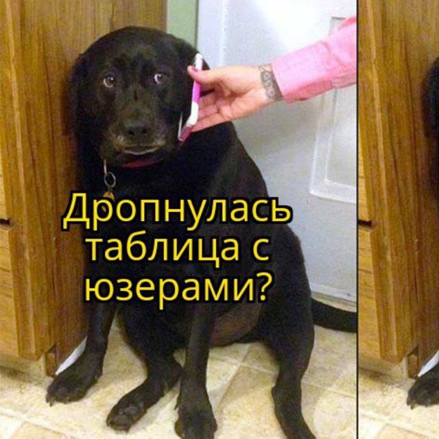 Дропнулась таблица с юзерами Мем с чёрным псом, которому звонят по телефону, а на нём текст «Дропнулась таблица с юзерами?»