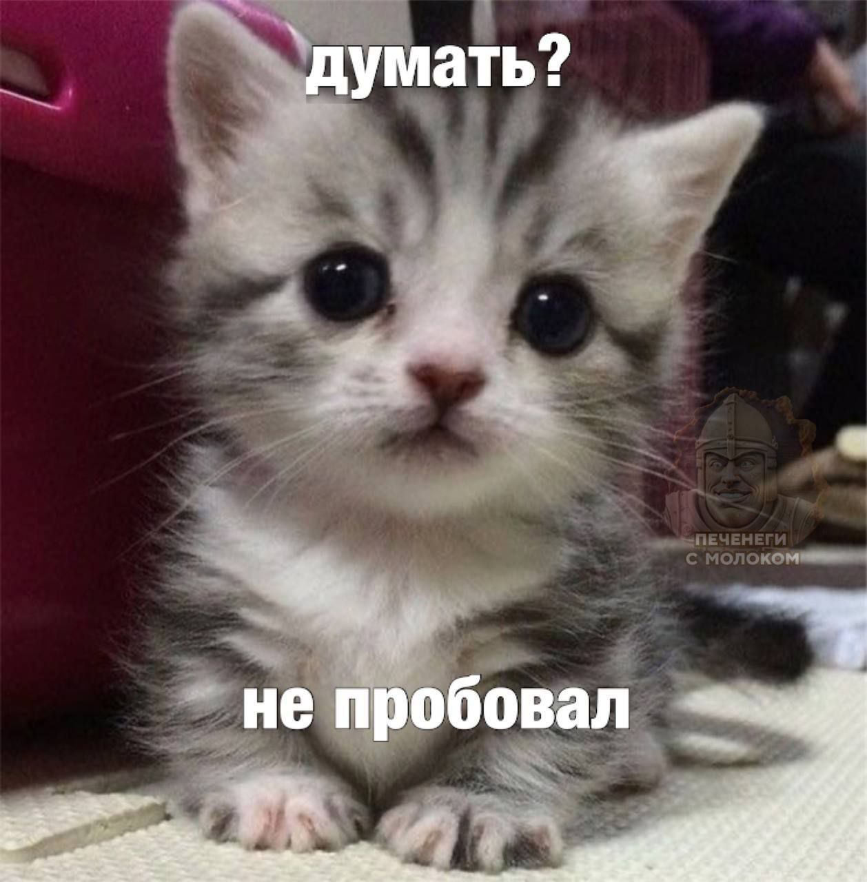 Думать? Не пробовал Мем с милым котиком, который говорит: думать? Не пробовал
