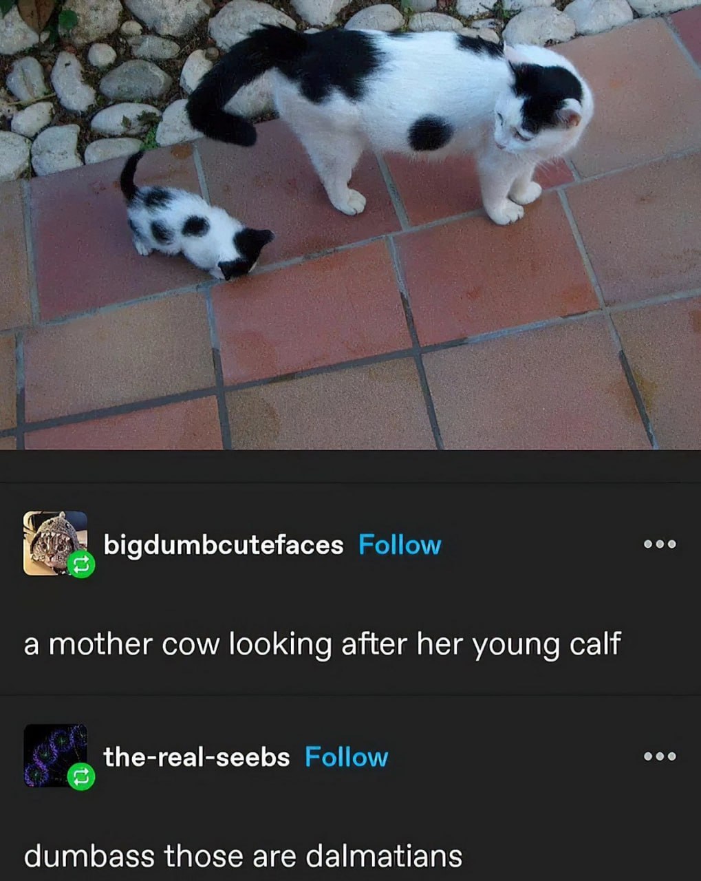 Dumbass those are dalmatians Мем с котом и котенком, которых ошибочно приняли за коров и далматинцев