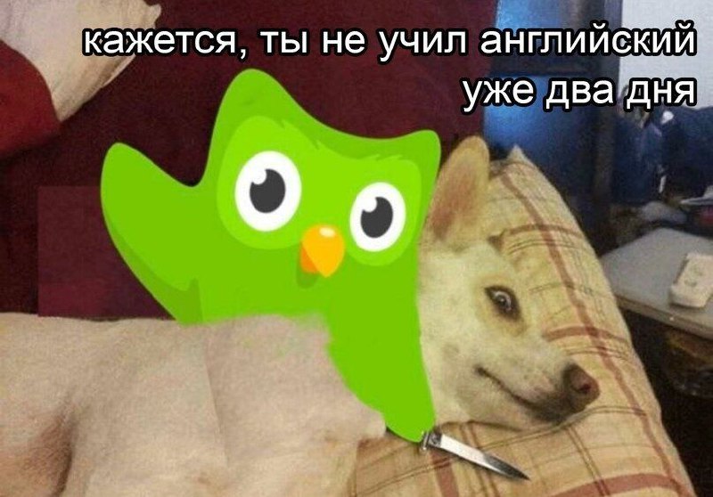 Кажется, ты не учил английский уже два дня Сова Duolingo с ножом напугала собаку, которая два дня не учила английский язык