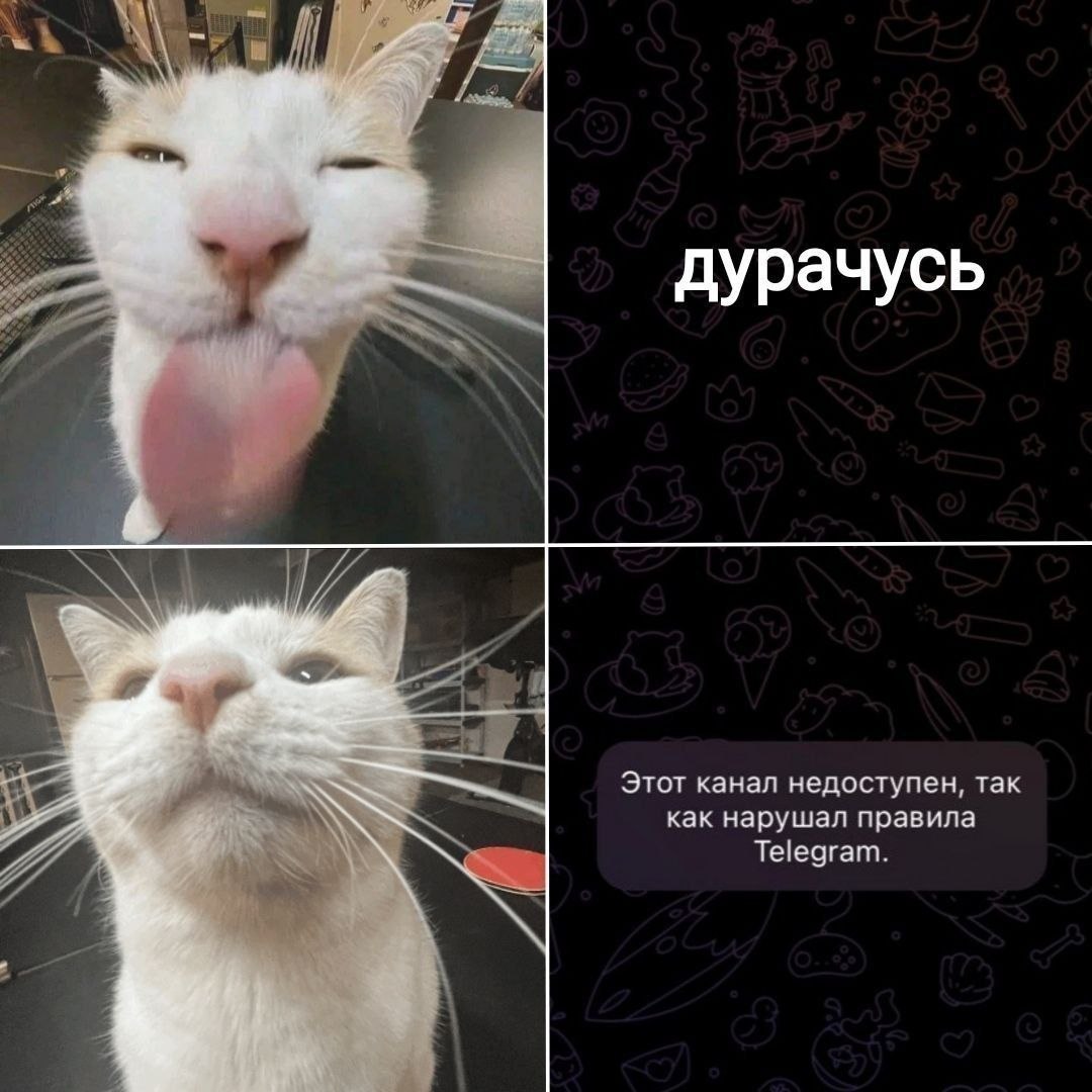 Белый кот дурачится, а рядом показано сообщение Telegram о недоступном канале за нарушение правил