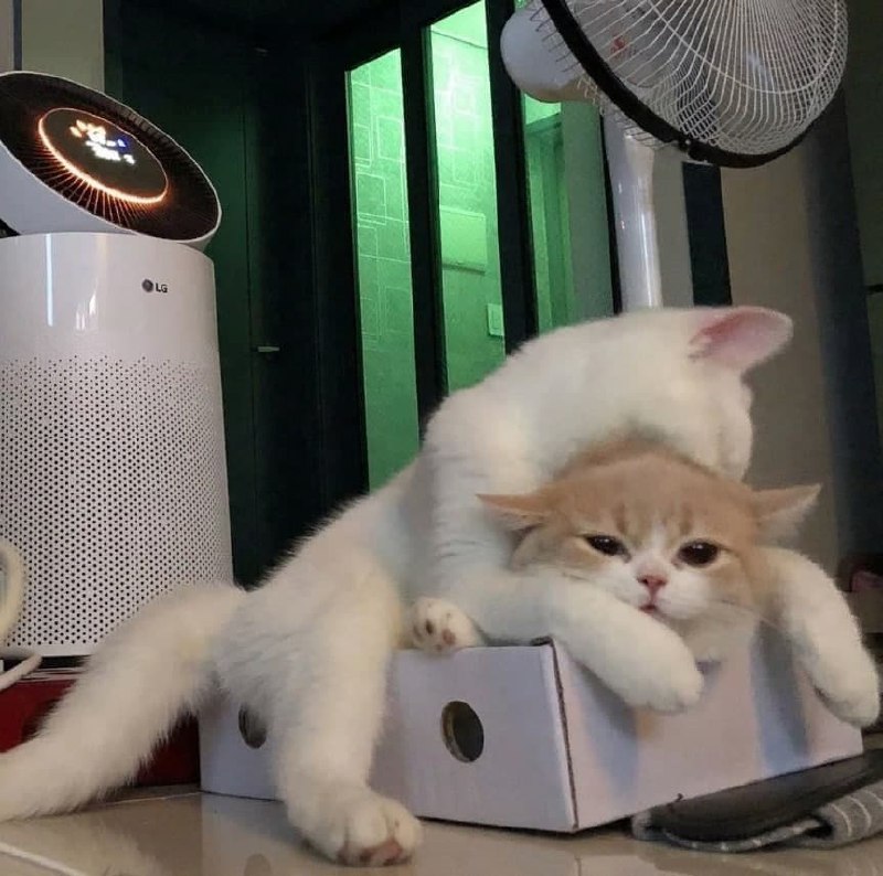 Два кота лежат на коробке Два кота лежат на коробке, один из них маленький и рыжий, а второй, большой и белый, лежит на нем сверху