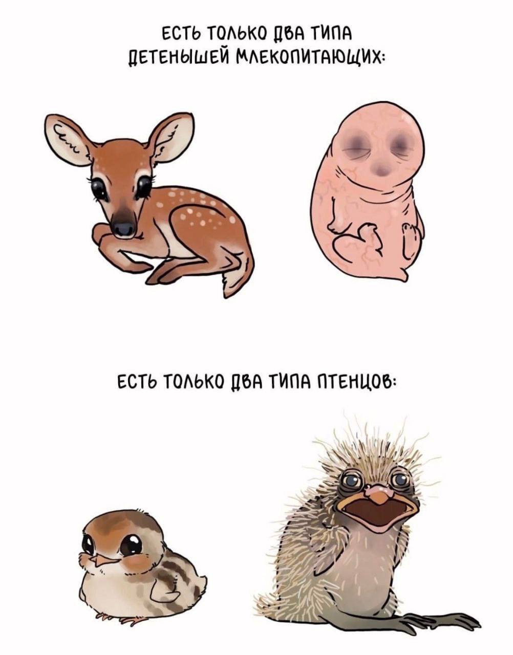 Два типа детенышей Два типа детенышей млекопитающих и птенцов: милые и не очень