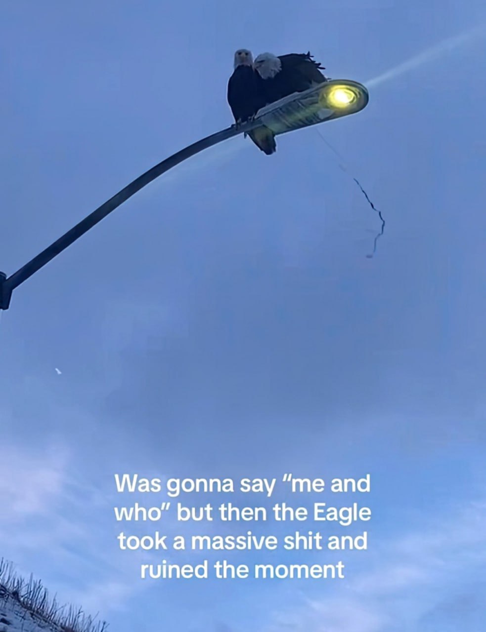 Eagle ruined the moment Орел испортил момент