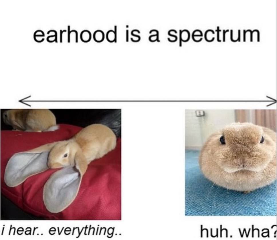 Earhood is a spectrum с кроликами Мем с двумя кроликами и надписью "Earhood is a spectrum" показывающий "спектр ушастости": один кролик с очень длинными ушами, а второй почти без ушей